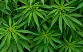 より高い収益を示す3つの大麻チャート