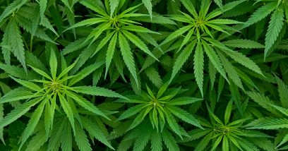 より高い収益を示す3つの大麻チャート