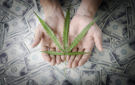 アメリカの大麻株が承認される3つの理由