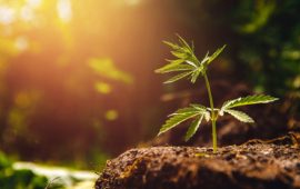 アメリカのグリーン(大麻)ウェーブ