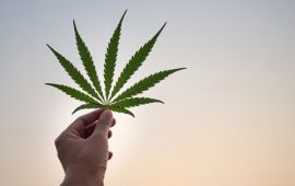 選ばれた大麻株が大幅に上昇している理由