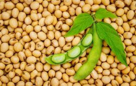 需要が高まっている米国の定番食品から利益を得る