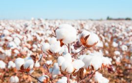 綿があなたに豊作をもたらすかもしれない