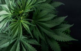 大麻ブームに向けて用意しよう