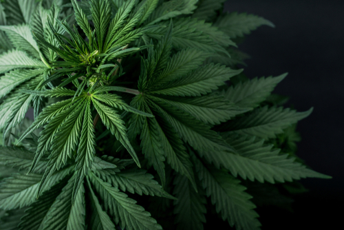 大麻ブームに向けて用意しよう