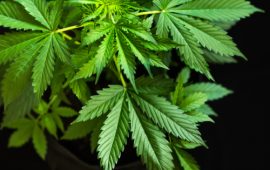 大麻株がようやく底打ち