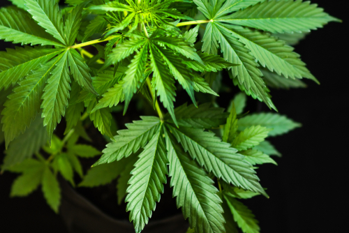 大麻株がようやく底打ち